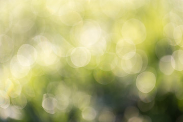Obraz premium bokeh background of green nature