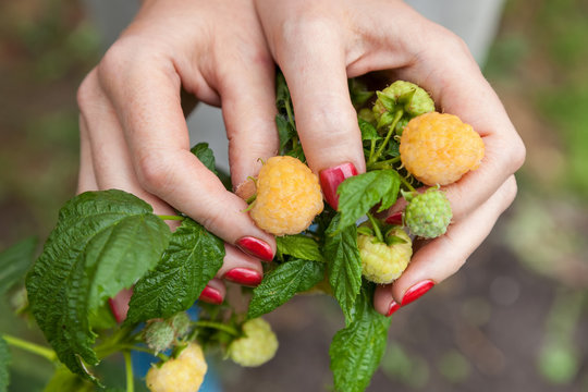 Female fingers holding large raspberry