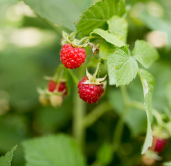ripe red raspberry in nature