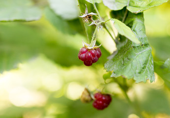 ripe red raspberry in nature