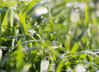 Fototapeta na wymiar drops of dew on the grass in nature