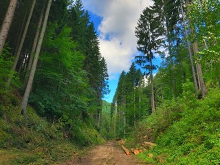 Waldweg 