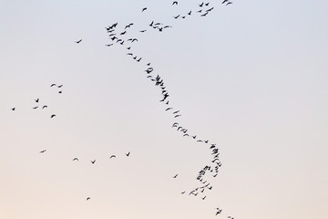 a flock of birds at sunset