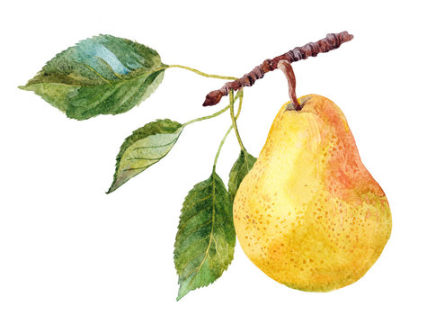 the fruit of pear on the tree branch watercolor on the white background