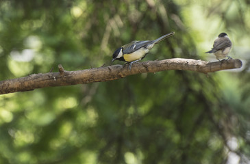 Birds in the garden in summer