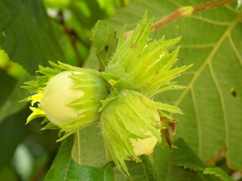 Immature hazelnuts on tree in forest