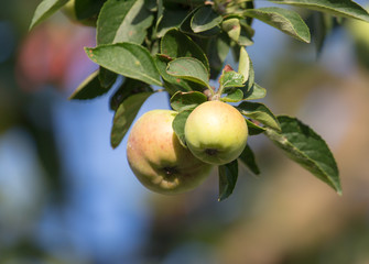 green apple on the tree