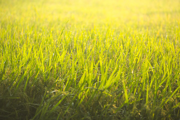 Blur image of paddy field during golden sunrise with dramatic li