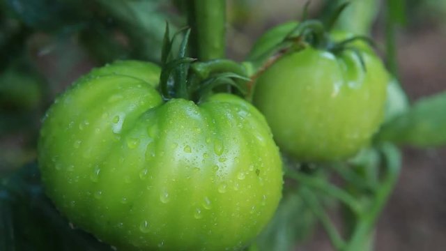 Tomatoes in the rain
