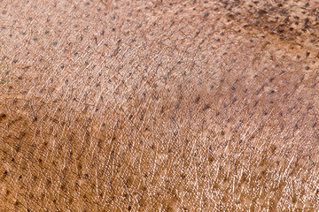 hippopotamus leather as a background