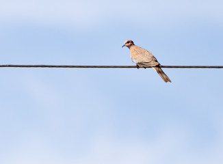 dove on an electric wire against the blue sky