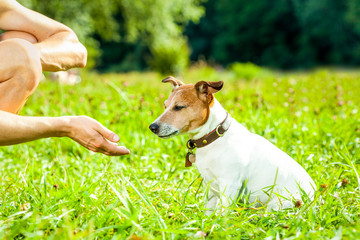 dog and owner training