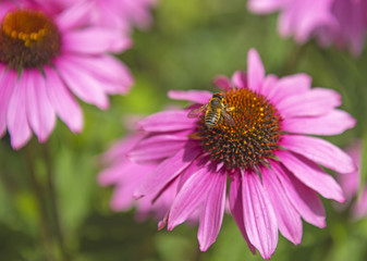 Fototapeta premium Pink flowers in the garden in summer