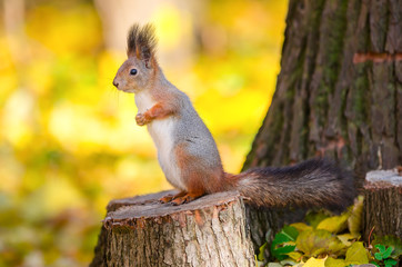 Squirrel sitting on stump in the autumn park