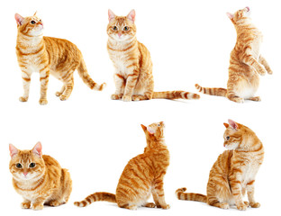 Red cat collection isolated on white