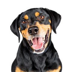 Closeup Portrait Happy Rottweiler Crossbreed Dog - obrazy, fototapety, plakaty