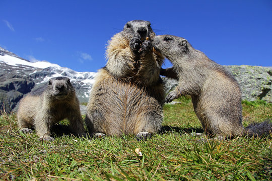 Murmeltierfamilie im Gebirge. Ein Murmeltier mit zwei Jungen