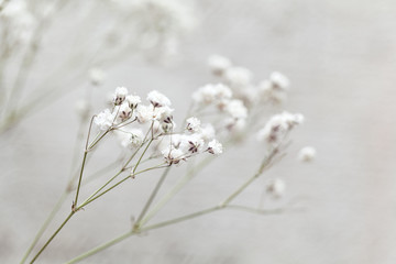 Selektywne focus Tiny białe kwiaty gypsophila paniculata. małe białe kwiaty - 118407401