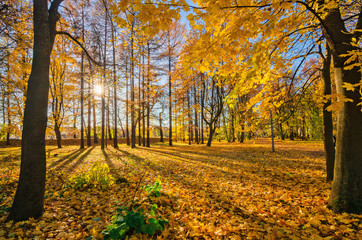 Obraz premium Golden foliage in the autumn park