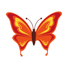 butterfly animal insect animal wings fly front open spring artistic vector illustration isolated