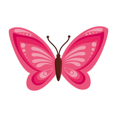 butterfly animal insect animal wings fly front open spring artistic vector illustration isolated