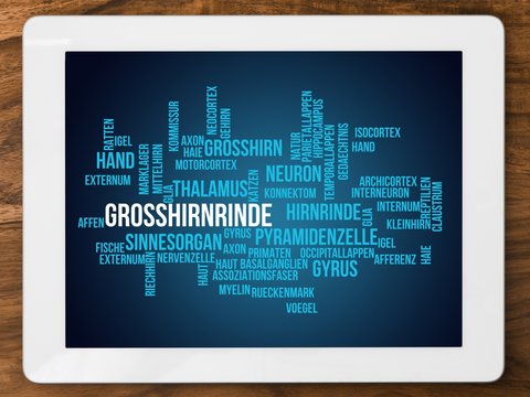 Gro&szlig;hirnrinde
