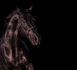 Fototapeta na wymiar emotion portrait of beautiful black breed stallion in field