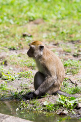 Monkey family at the water.