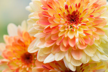 Dahlia flowers close up for yellow background.