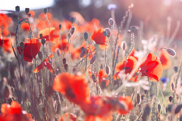 Obraz premium poppy field