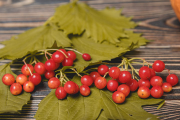 Autumn leaves and berry over wooden background