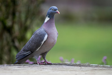 wood pigeon, European migratory big bird over green background © STUDIO GRAND WEB