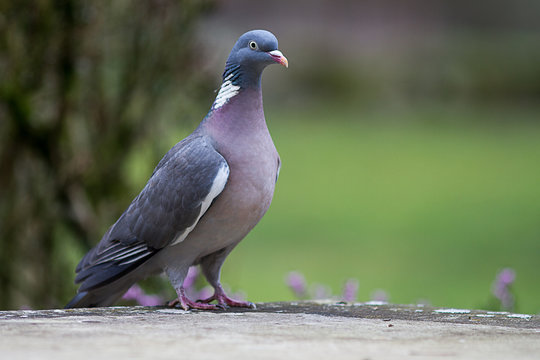 wood pigeon, European migratory big bird over green background