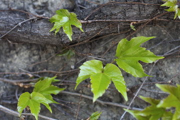Green leaves on the grey wall