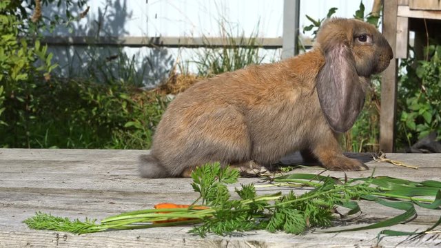 A floppy eared red rabbit on the wooden planks. UHD - 4K