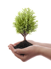 Growing green tree in hands isolated on white background