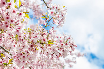 Spring Sakura Cherry Blossom in New Zealand