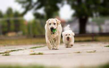 Two dogs playing with ball