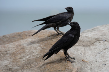 Carrion Crow, Corvus Corone