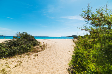 plants by the shore in Liscia Ruja