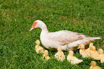 Silent duck (Cairina moschata)