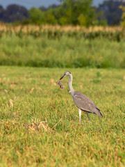 Fototapeta premium Grey Heron (Ardea cinerea) and vole (Microtus arvalis)