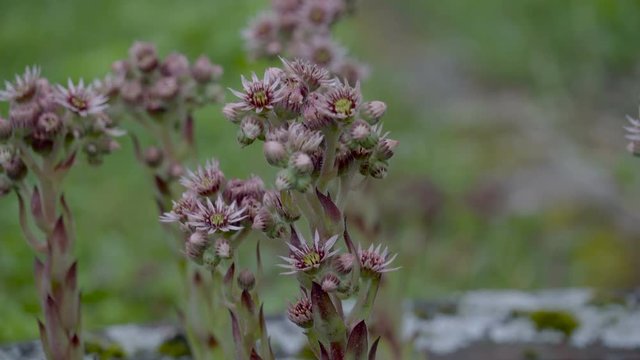 The pretty Sempervivum flower on the ground along with other plants