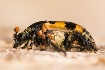 Nicrophorus vespillo burying beetle with mites. Orange and black carrion beetle in family Silphidae with load of phoretic mites around thorax and abdomen