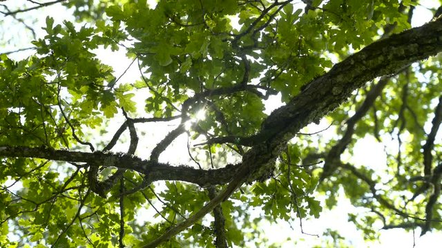 Green leaves on the branch of the oak tree with the ray of sunlight coming through it