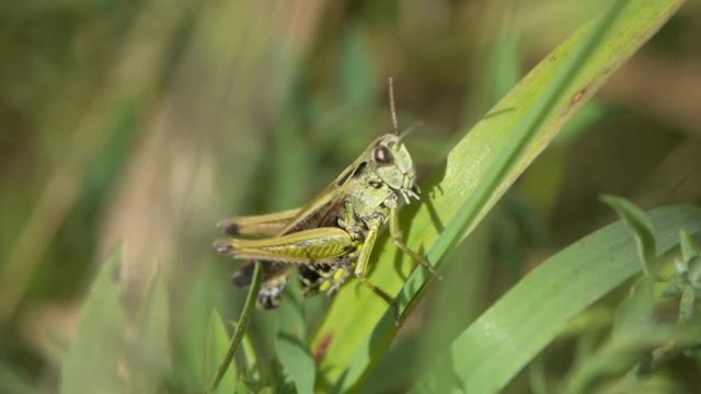 Field grasshopper (Chorthippus brunneus) calling song. Male grasshoppers (Order Orthoptera) stridulating showing motion of long hind legs against wings