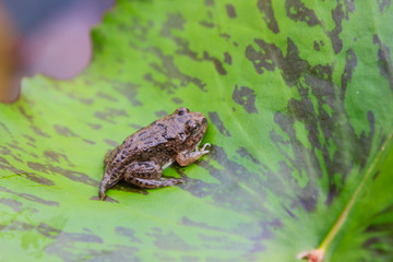 tadpoles or Baby frogs on a leaf