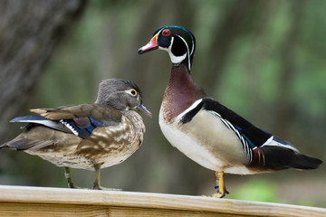 wood duck