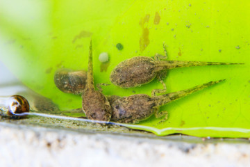 tadpoles on Lotus leaf
