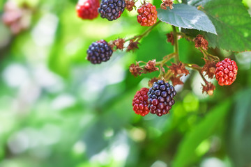 Blackberries growing in nature. Blurry background with plenty of copy space